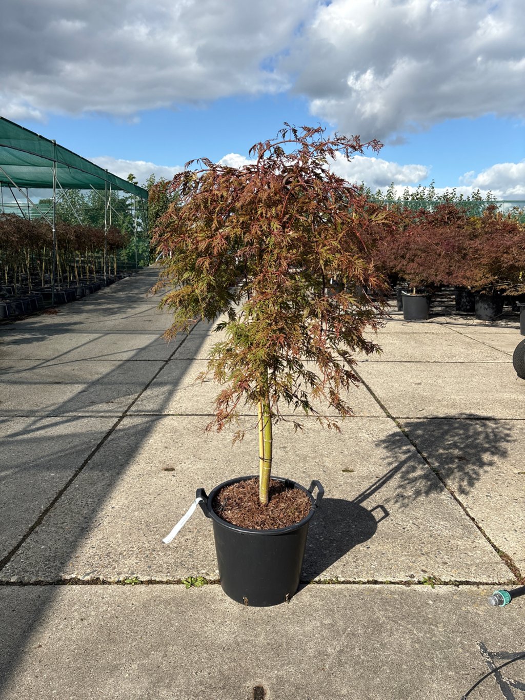 Acer pal. 'Orangeola' - 90 CM Stem C30